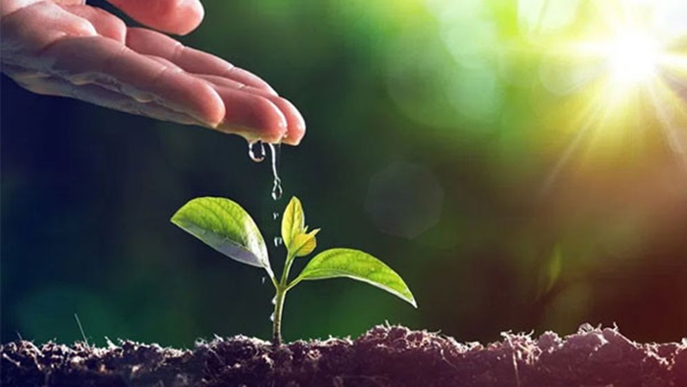 বৃক্ষনিধন রোধে ইসলামের নির্দেশনা