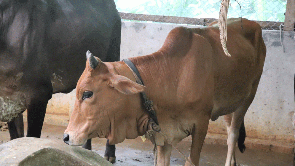 গরু মোটাতাজাকরণে ব্যস্ত খামারিরা