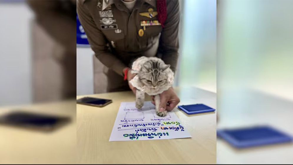 পুলিশের ওপর হামলার ঘটনায় বিড়াল ‘গ্রেফতার’!