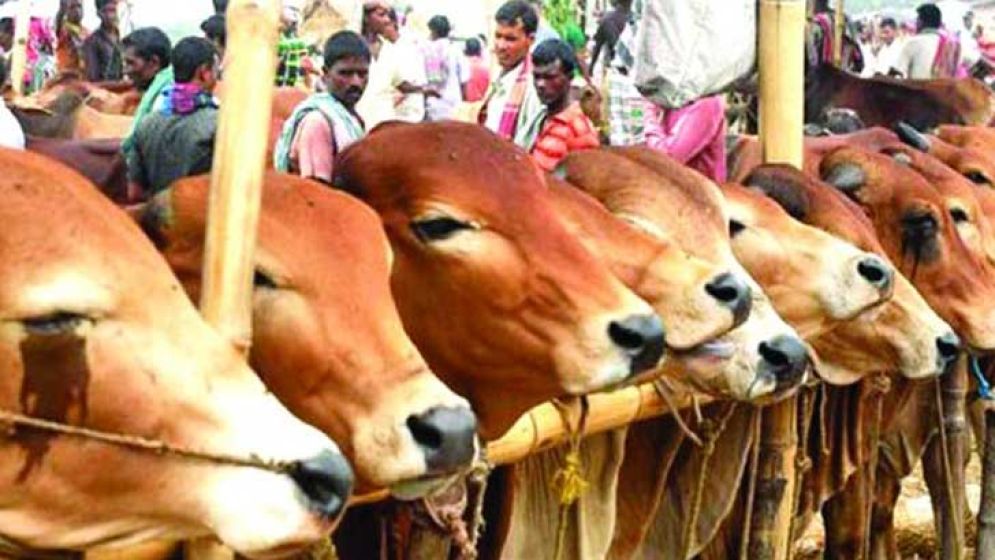 সিদ্ধিরগঞ্জে ৯ পশুর হাট অনুমোদন