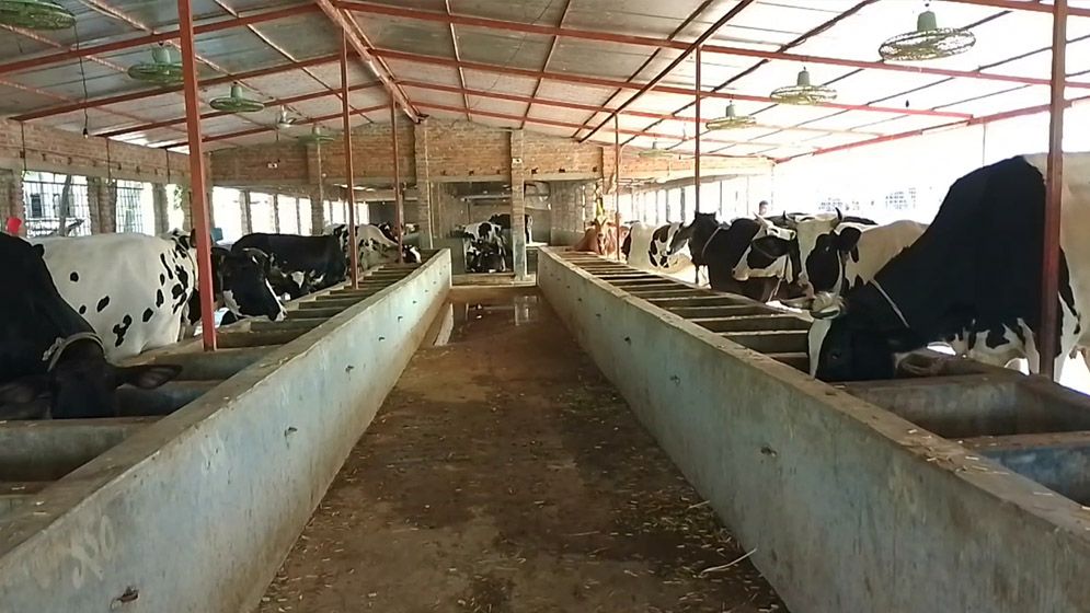 দৌলতপুরে কুরবানির জন্য প্রস্তুত ৪৭ হাজার গবাদিপশু