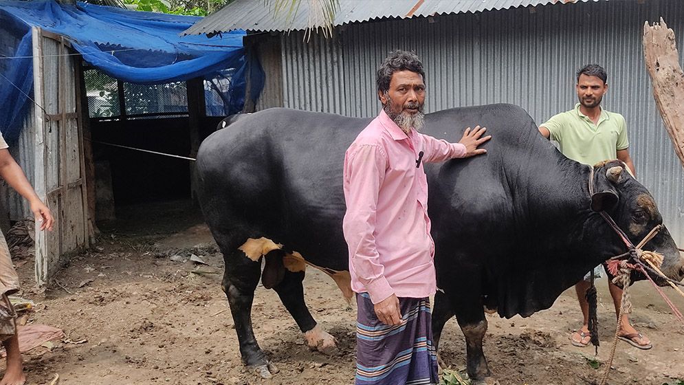 কচুয়ার কালা মানিকের দাম হাঁকা হচ্ছে ৮ লাখ