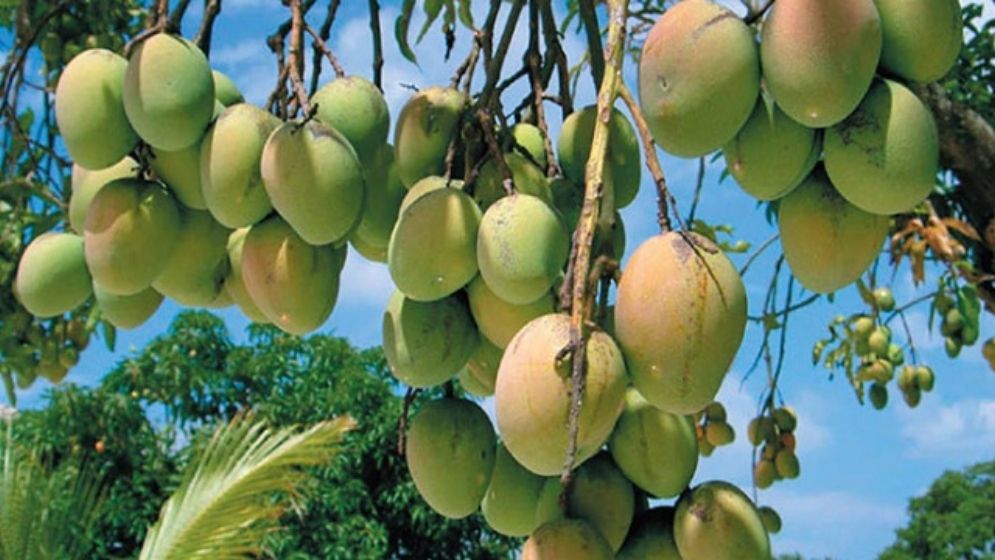 আমে চাঙা রাজশাহীর গ্রামীণ অর্থনীতি