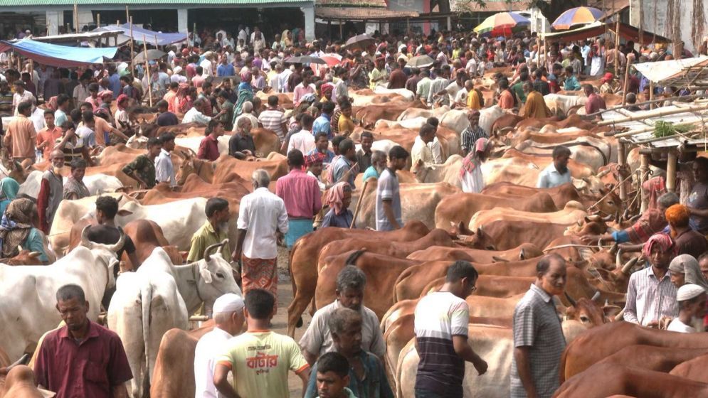 মনোহরগঞ্জে ১৭ পশুর হাট অনুমোদন