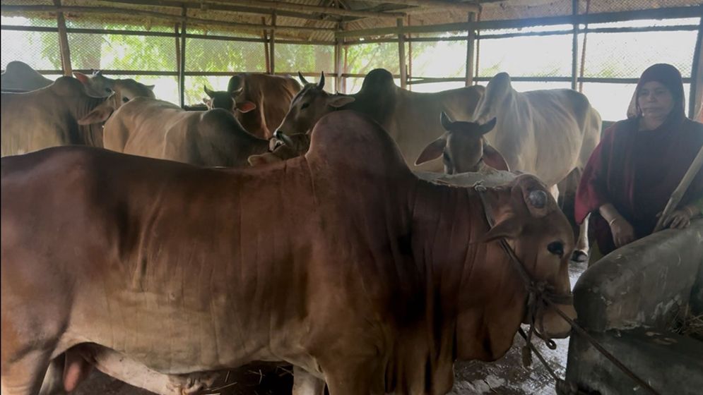 ফরিদপুরে চাহিদার তুলনায় বেশি কুরবানির পশু