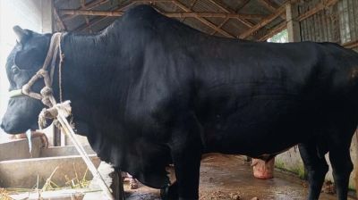 ২০ মণের কালাচাঁনের দাম হাঁকা হচ্ছে ৮ লাখ