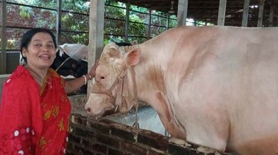 ৩৮ মণ ‘সাদা পাহাড়ের’ দাম হাঁকা হচ্ছে ১৫ লাখ