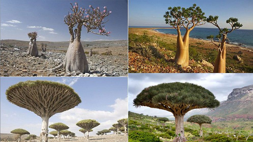 ইয়েমেন থেকে হারিয়ে যাচ্ছে পৃথিবীর সবচেয়ে দুর্লভ বৃক্ষ ‘ড্রাগন ব্লাড ট্রি’