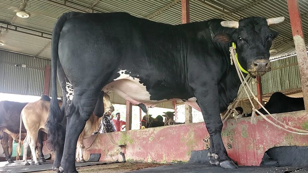 কিশোরগঞ্জের কুরবানির পশুর হাট কাঁপাবে ‘বাদশাহ’