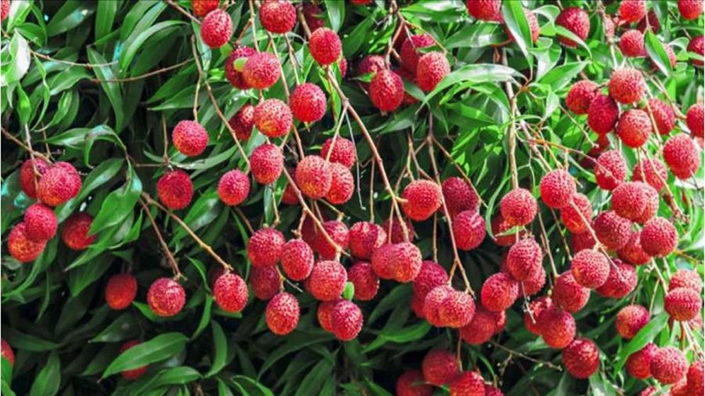 বাজারে ভালো লিচু কোনটা বুঝবেন যেভাবে