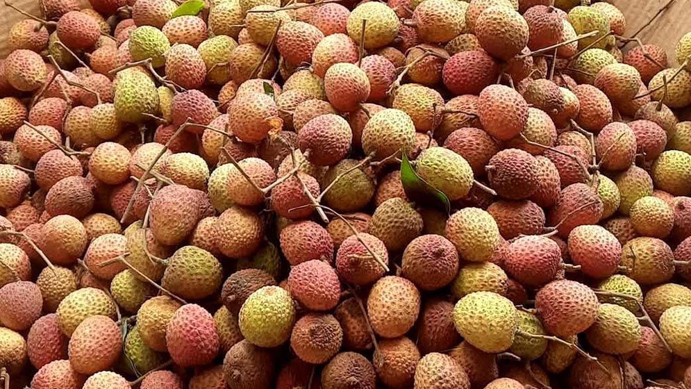কেজি দরে বিক্রি হচ্ছে লিচু!
