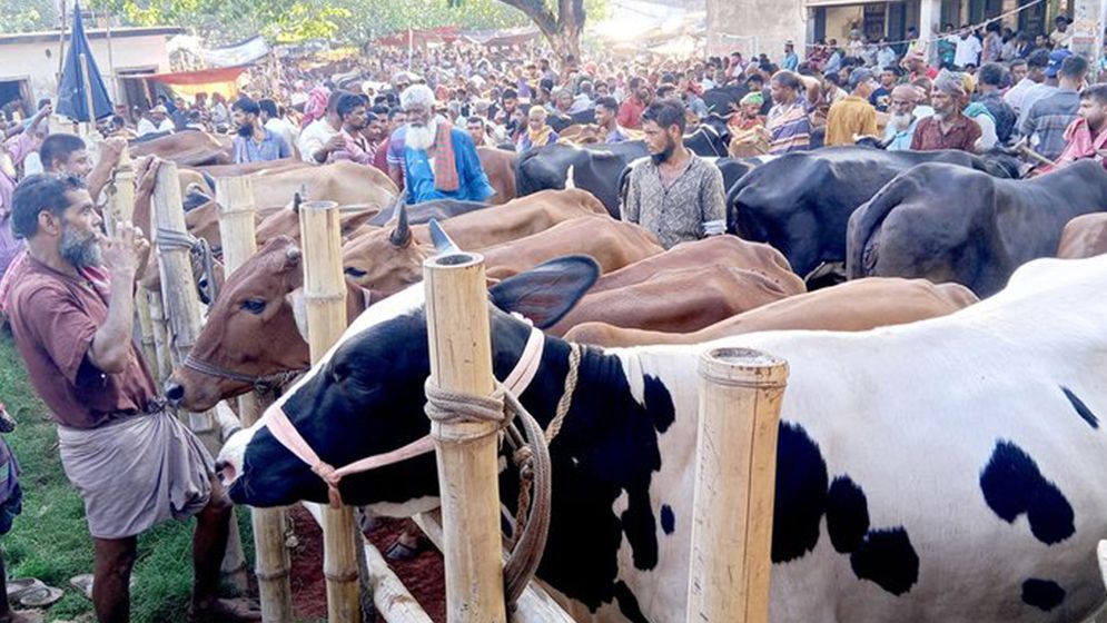 ফরিদপুরের হাটে ২০ হাজার গরু, ক্রেতার চেয়ে বিক্রেতা বেশি