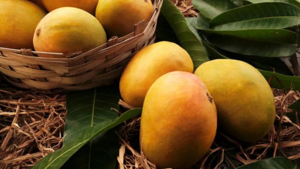 আম খাওয়ার ৪ অপকারিতা