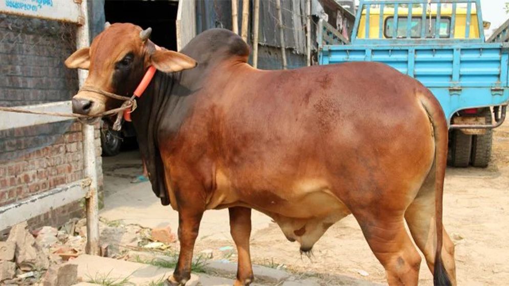কুরবানির উপযুক্ত সুস্থ গরু চেনার উপায়