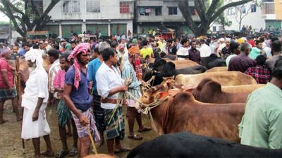 বিদ্যালয়ে বসেছে গরুর হাট, মলমূত্রে বিনষ্ট পরিবেশ