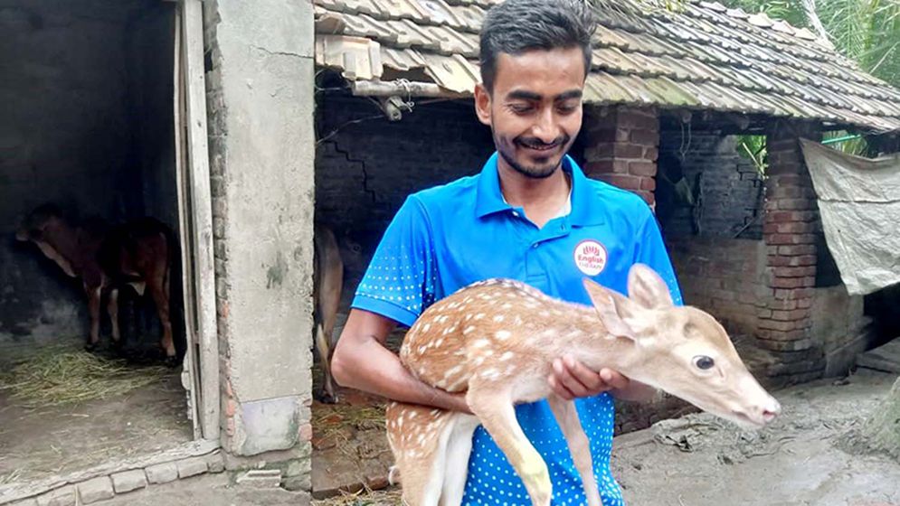 বগুড়ার বাঁধে হরিণ শাবক এলো কোথা থেকে