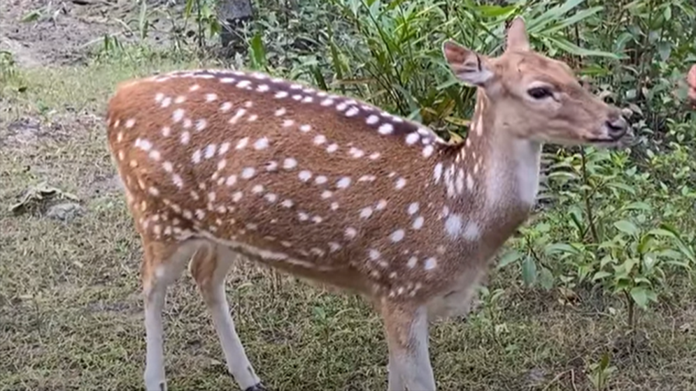 মানুষের সান্নিধ্যে বনের হরিণ!