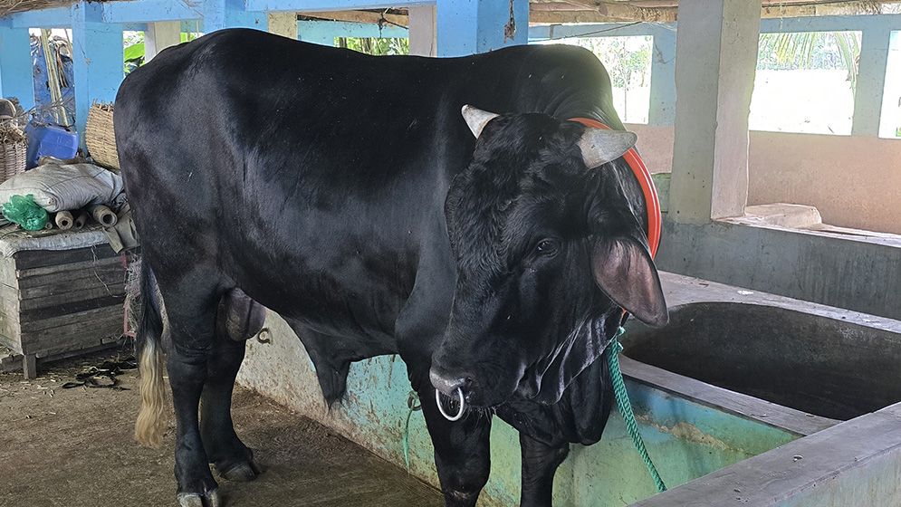 হাট কাঁপাতে গাবতলী যাচ্ছে ৩০ মণের ‘বাংলার বস-৫’