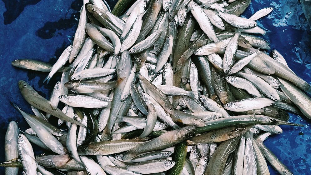 তিস্তায় জালে ধরা পড়ছে সুস্বাদু বৈরালি মাছ