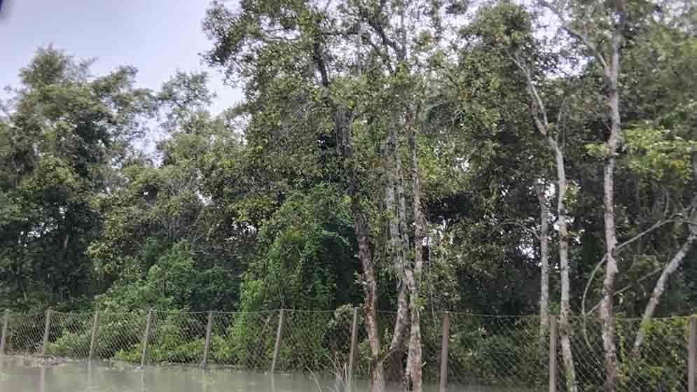 ছয় ফুট জলোচ্ছ্বাসে সুন্দরবন প্লাবিত, মারা গেছে হরিণ