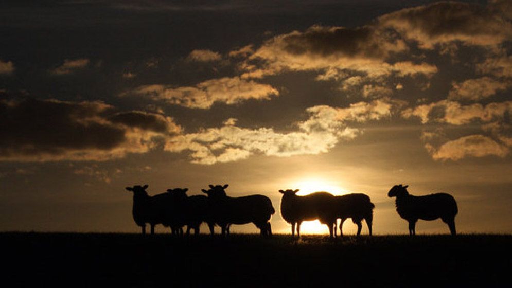 পশুর যেসব ত্রুটি থাকলে কুরবানি আদায় হবে না