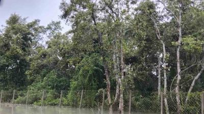 ছয় ফুট জলোচ্ছ্বাসে সুন্দরবন প্লাবিত, মারা গেছে হরিণ