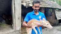 বগুড়ার বাঁধে হরিণ শাবক এলো কোথা থেকে