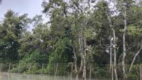 ছয় ফুট জলোচ্ছ্বাসে সুন্দরবন প্লাবিত, মারা গেছে হরিণ
