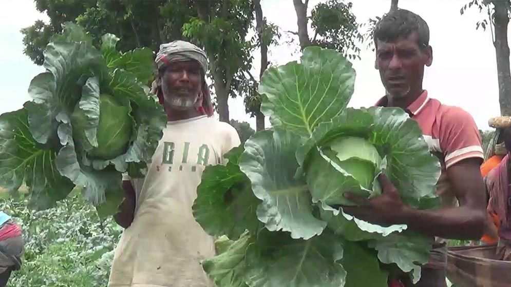 অসময়ে বাঁধাকপি চাষে বাজিমাত