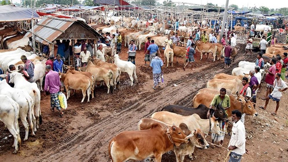 পশুর হাটে যাওয়ার আগে ও পরে স্বাস্থ্য সুরক্ষায় করণীয়