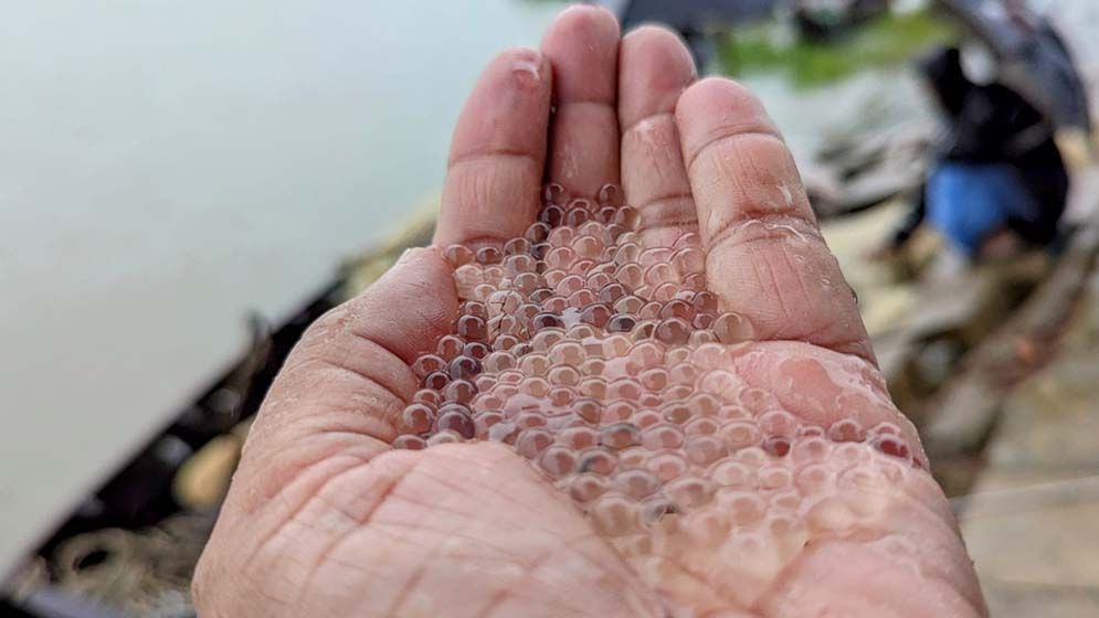 বৈরী আবহাওয়ার মধ্যে হালদায় মিলেছে ১৪ হাজার কেজি ডিম