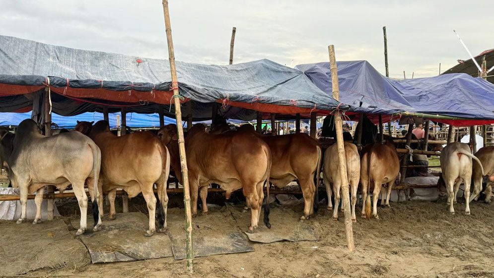 নিরাপত্তাসহ সব সুবিধা রয়েছে ৩০০ ফিট গরুর হাটে