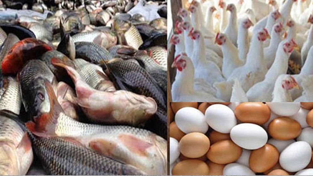 এবার যে অজুহাতে মাছ ডিম মুরগির চড়া মূল্য