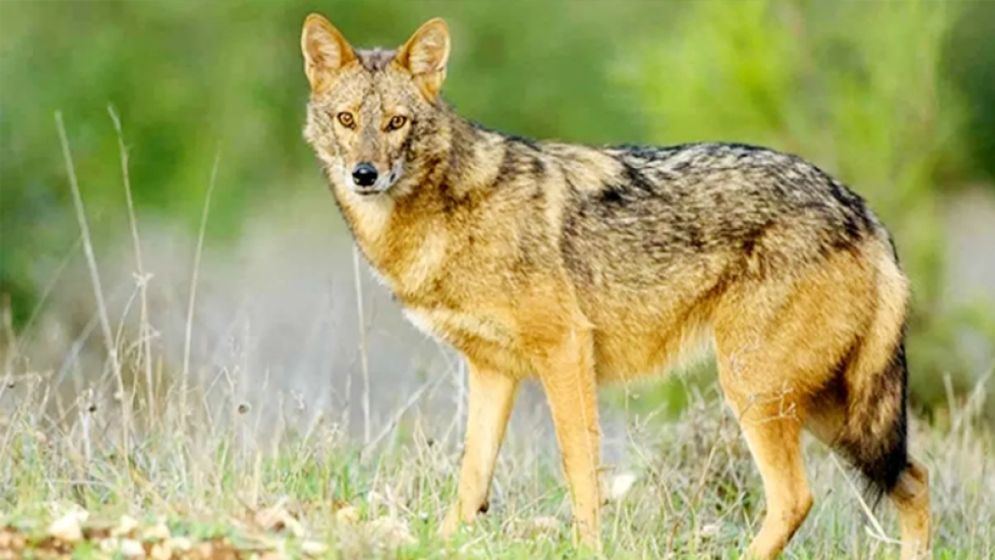 বরুড়ায় বাজারে প্রকাশ্যে শিয়ালের মাংস বিক্রি