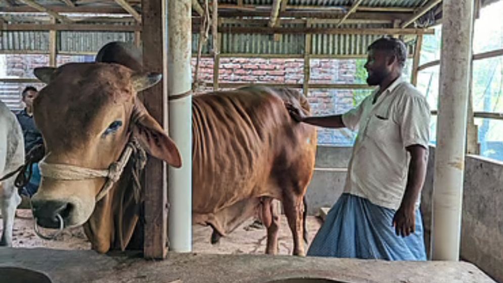 শরীয়তপুরের ‘শাহজাদা’ ১০ লাখ টাকায় বিক্রির অপেক্ষায় মালিক