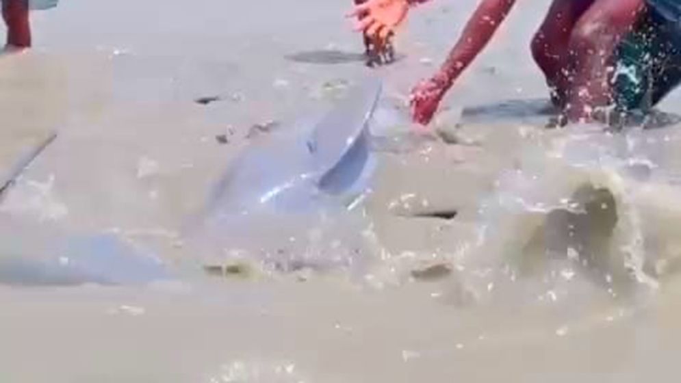 নিঝুমদ্বীপে জোয়ারের পানিতে ভেসে এলো ডলফিন