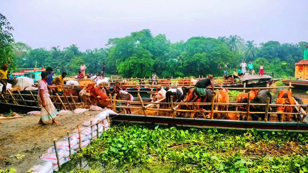 নদীপথেও গরু আসছে ডেমরায়, দাম বেশি বিক্রি কম
