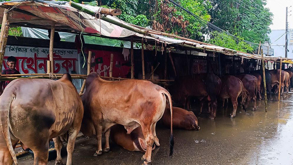 হাজারীবাগ হাটে আসা শুরু হয়েছে পশু, ক্রেতার অপেক্ষায় বেপারিরা