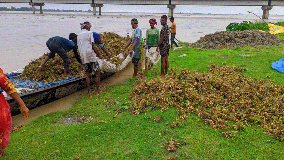 তিস্তায় পানি বেড়ে কাউনিয়ায় তলিয়ে গেছে বাদাম খেত