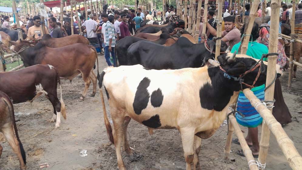 দোহার-নবাবগঞ্জে হাটের চাইতে খামারে ক্রেতা বেশি