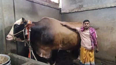 ৩৫ মণের ‘বান্টি’ কিনলে ছাগল ফ্রি