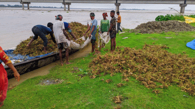 তিস্তায় পানি বেড়ে কাউনিয়ায় তলিয়ে গেছে বাদাম খেত