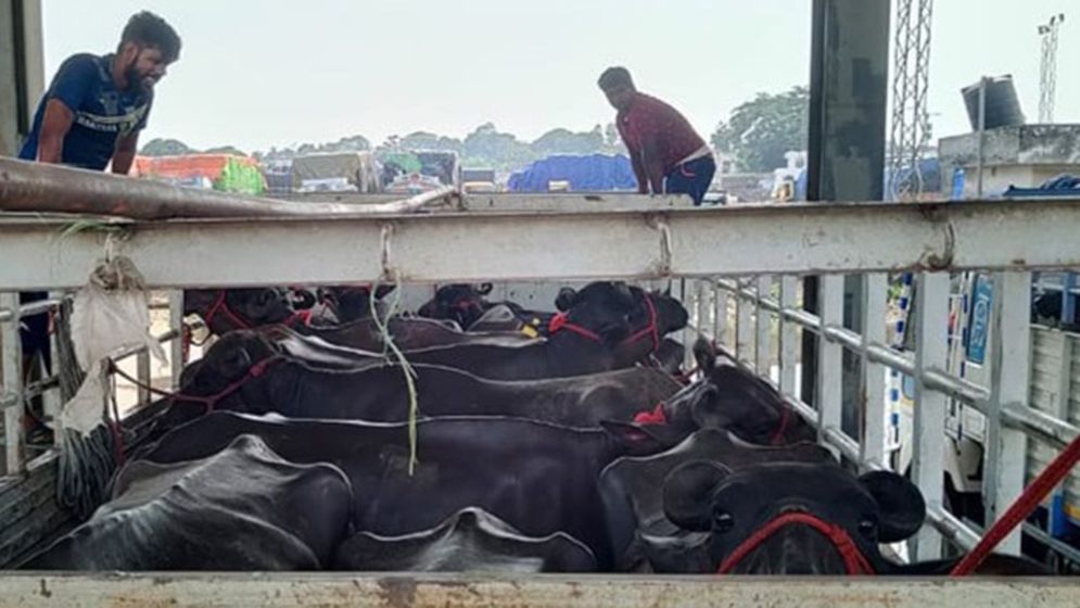 শুল্ক ছাড়াই ভারত থেকে আমদানি করা হলো ৯৫ মহিষ