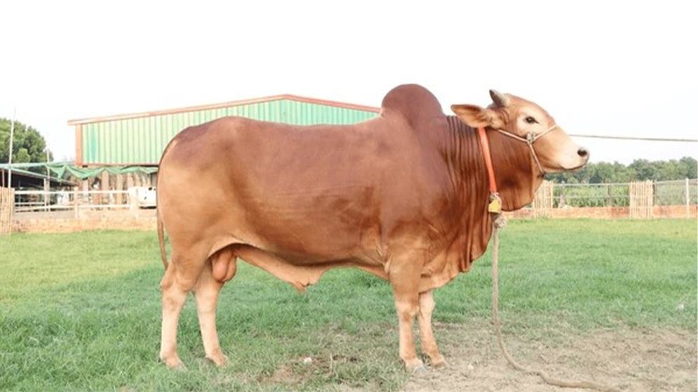 দেখেশুনে কুরবানির গরু কিনুন