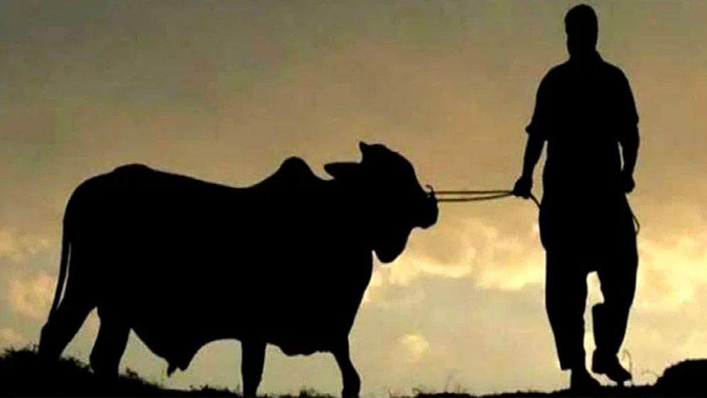 কুরবানির পশু কেনার পর যে দোয়া পড়বেন