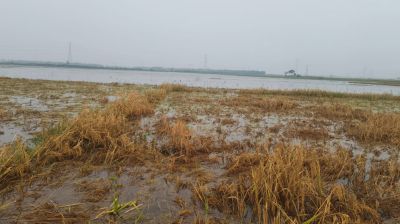 অবৈধ বাঁধে তলিয়ে গেল ৩ হাজার বিঘা জমির ধান