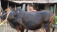 লালপুরে কুরবানির হাট মাতাচ্ছে সম্বল