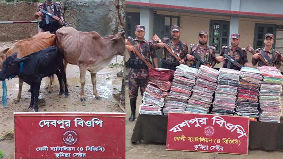ফেনী সীমান্তে দু’মাসে ১৭৩ ভারতীয় গরু আটক