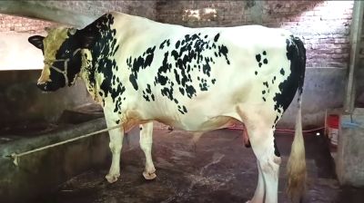 সেরা গরু ‘সম্রাটকে' নিয়ে চরম দুশ্চিন্তায় মালিক