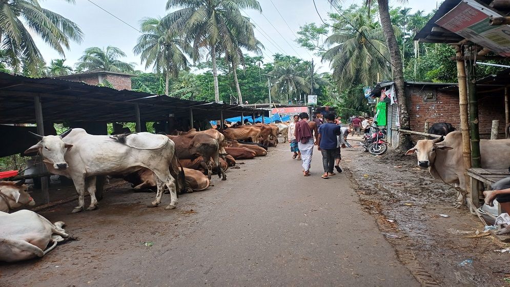 রায়পুরে জমে উঠেছে পশু বেচাকেনা, ছোট ও মাঝারি গরুর চাহিদা বেশি